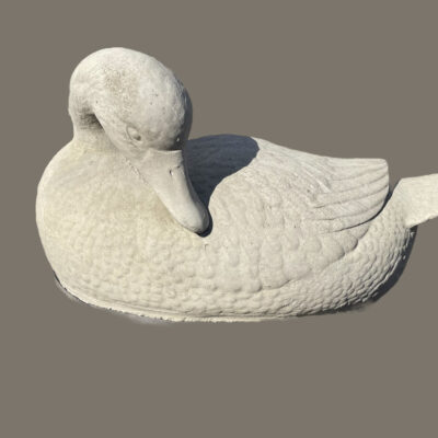 Duck with Head Turned 8x16