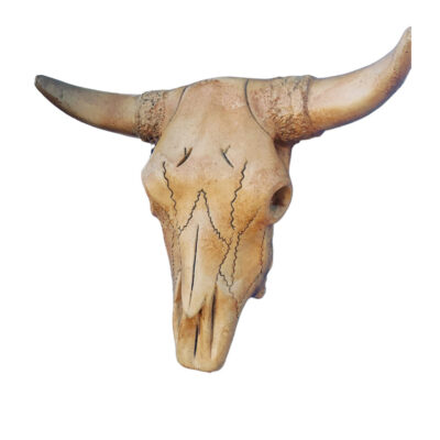 Beef Skull 15"h X 19"w