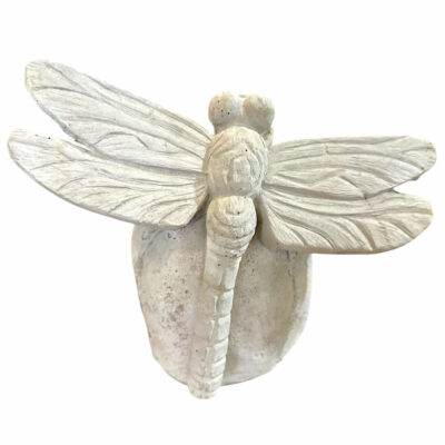 Dragon Fly on Rock 9